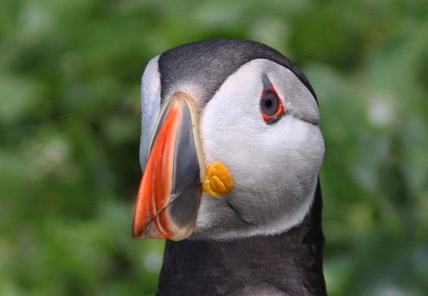 Atlantic Puffin © Mark Pearson