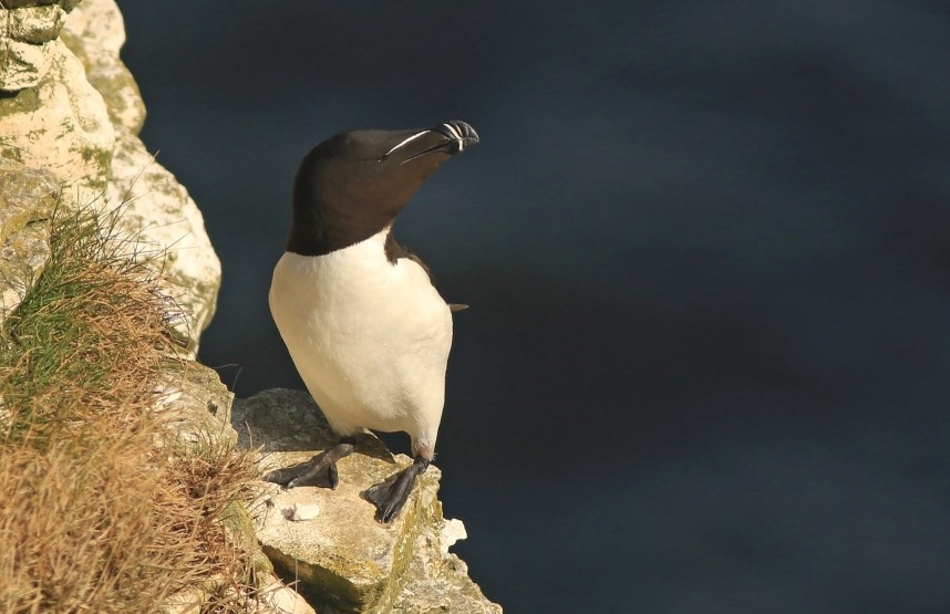 Razorbill © Mark Pearson