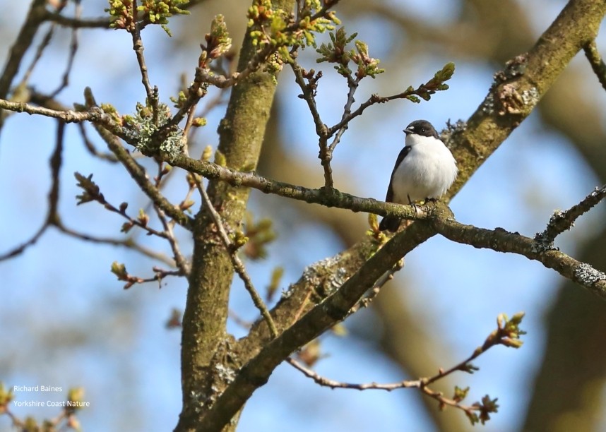 Pied Flycatcher - North Yorkshire © Richard Baines