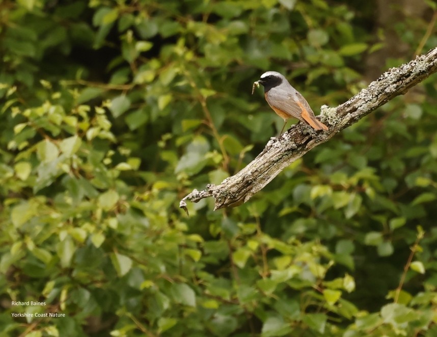 Common Redstarts (male) - North Yorkshire © Richard Baines