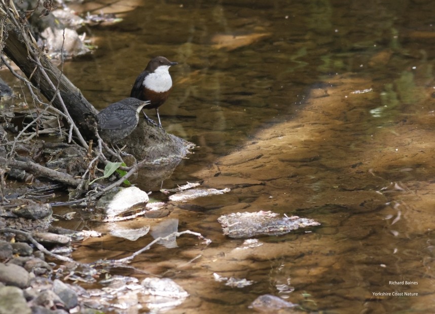 Dippers (adult & juvenile) - North Yorkshire © Richard Baines
