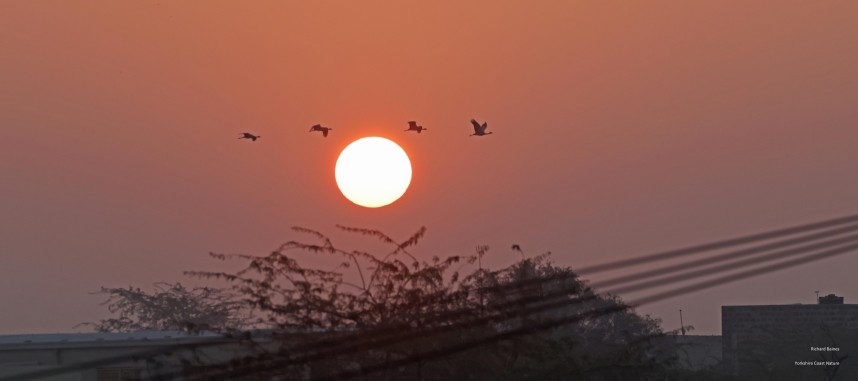 Demoiselle Cranes at dawn 14 January © Richard Baines