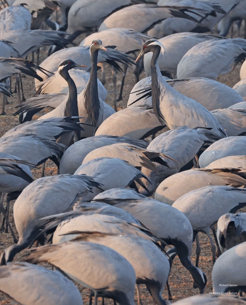 Demoiselle Cranes 14 January © Richard Baines