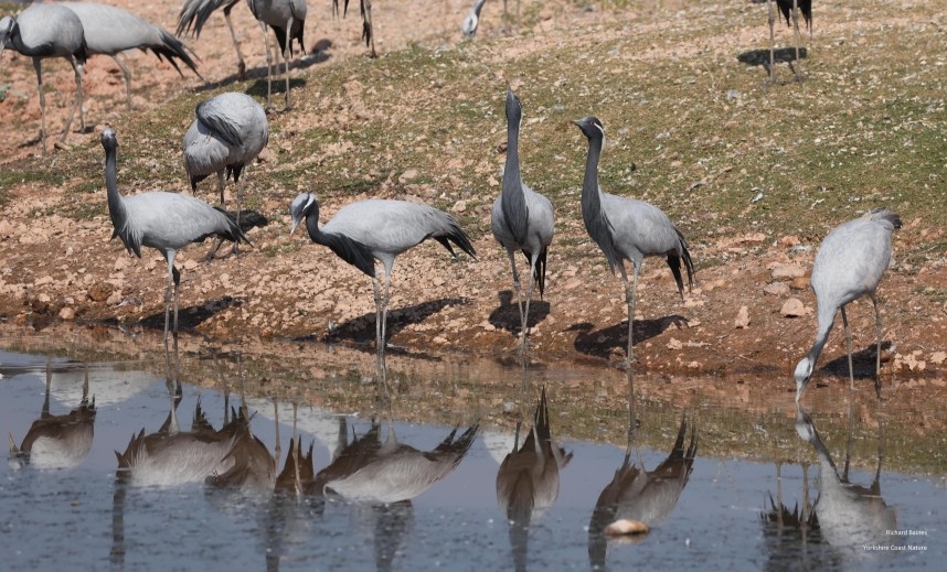 Demoiselle Cranes 14 January © Richard Baines
