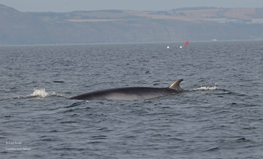 Minke Whale on a Seabird & Whale trip 2025 © Richard Baines