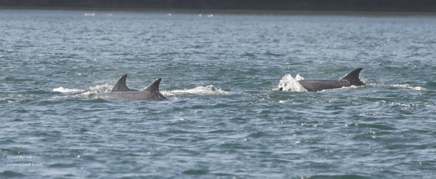 Bottlenose Dolphins on a Seabird & Whale trip 2025 © Richard Baines
