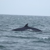 Seabird & Whale Boat Trips - Mid September - Early October 2026