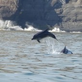 Seabird & Whale Trip Report 3rd & 4th July