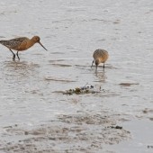 Godwits Shine in Spring