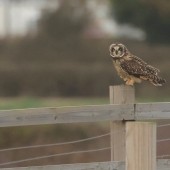 YCN Wildlife & Birding Trips - October 2025