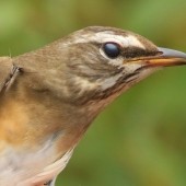 Spurn Migration Specials, September '26 - always special!