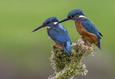 Kingfisher Photography Gift Voucher