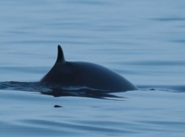 Seabirds And Whales A Yorkshire Adventure 2025