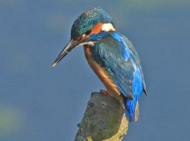 Birding Discovery Day - Wetland and Woodland - Tophill Low Nature Reserve