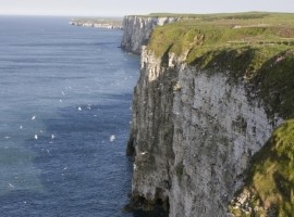 Accessible Wildlife Tours - Bempton Cliffs