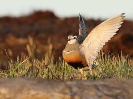 Birding in East and North Yorkshire - Richard Baines
