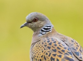 Turtle Doves from North Yorkshire to Senegal - Conservation in Action