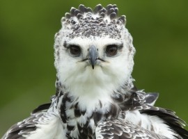 2027 Birds of Prey Photography Experience