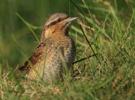 2023 Birding And Wildlife Photography - Autumn Migration