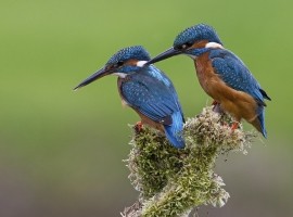 Kingfisher Photography Gift Voucher