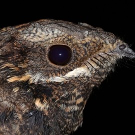 Nightjar Safaris - North York Moors National Park
