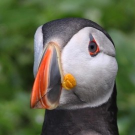An Evening with Puffins and Friends