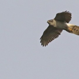 Goshawk Birding Safari - Spring 2026