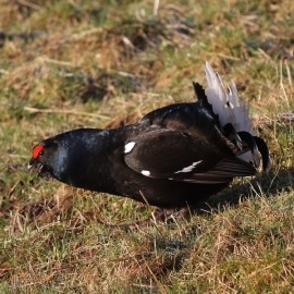 Black Grouse Birding Safari - Spring 2026