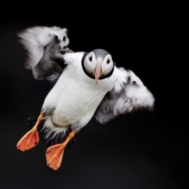 2025 Seabird Photography Experience