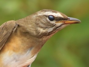 Spurn Migration Specials, September '26 - always special!
