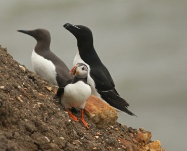 An Evening with Puffins (and friends)