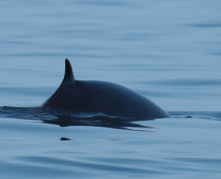 Seabirds And Whales - Twilight Trips 2025