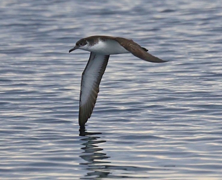 Seabirds And Whales - Twilight Trips 2024