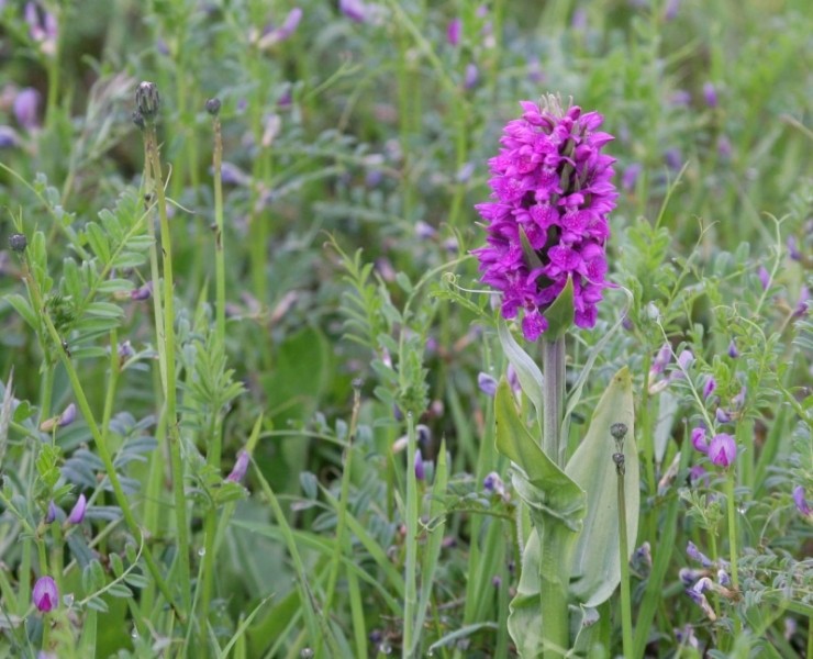 Wild Flower Discovery Walks - Coastal Flowers