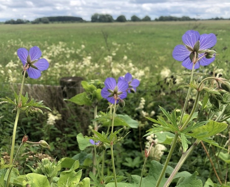 Wild Flower Discovery Walks - Lowland Meadows And Wetland Flowers