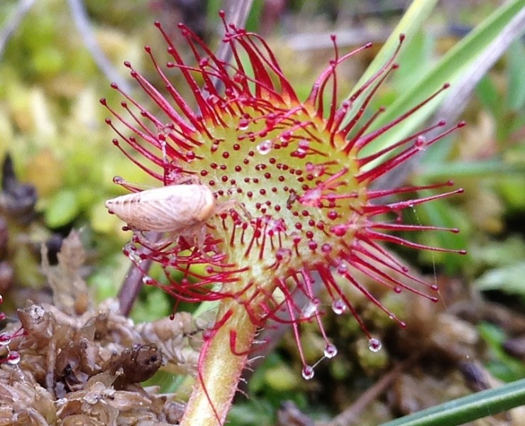 Wild Flower Discovery Walks - Flowers Of Moorland And Bog