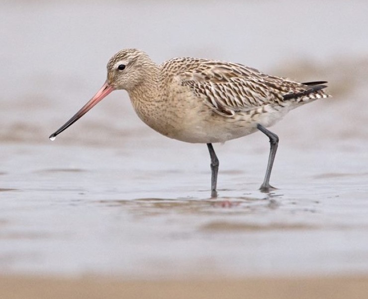 Autumn Birding And Wildlife Photography 2022