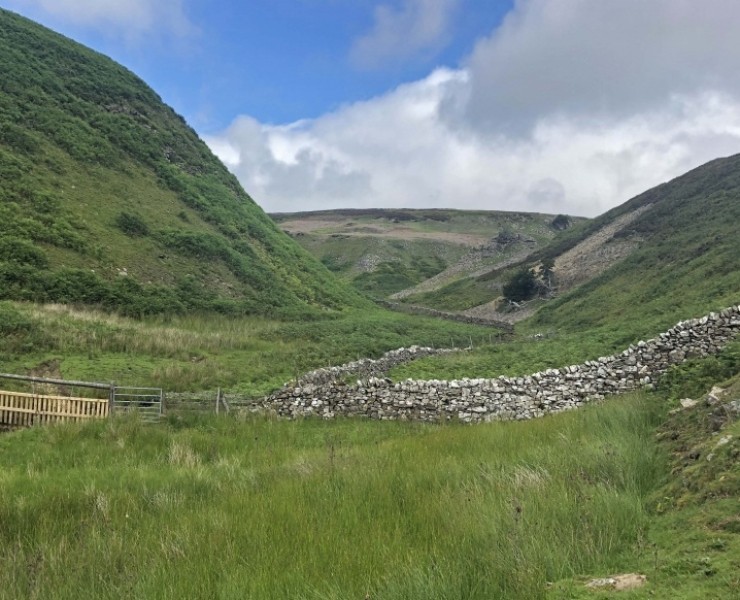 Wild Flower Walks - Flowers Of A Yorkshire Dales Hill Farm