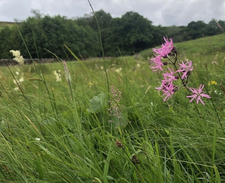 Wild Flower Walks - Flowers Of A Yorkshire Dales Hill Farm