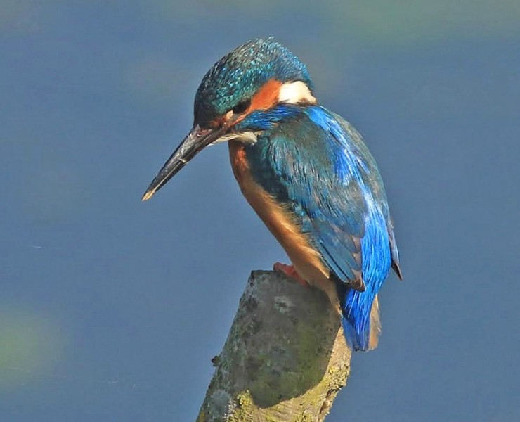 Birding Discovery Day - Wetland And Woodland - Tophill Low Nature Reserve