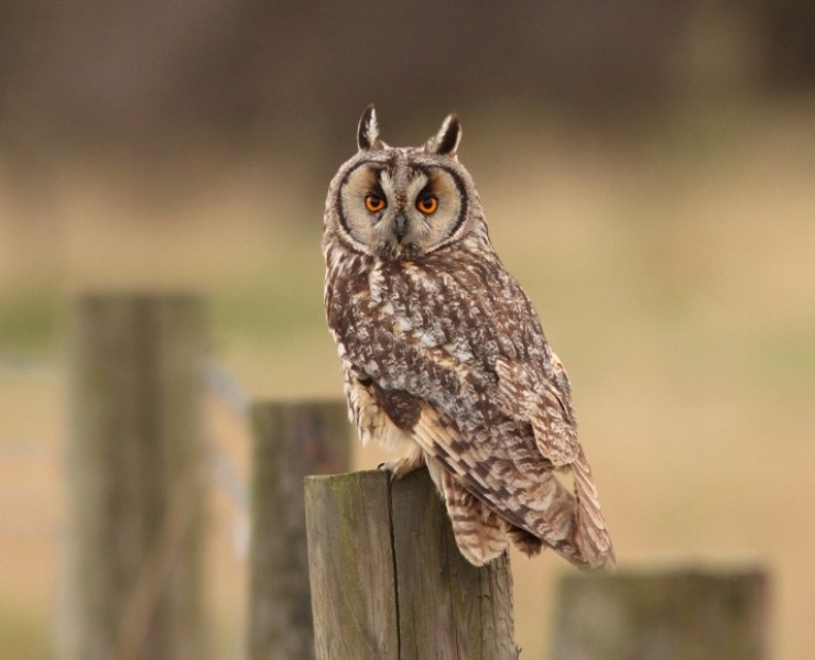 Spurn Birding Holiday - Autumn Migrants 2027