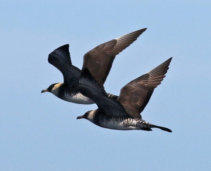 Seabirds And Whales An Irish Adventure 2025