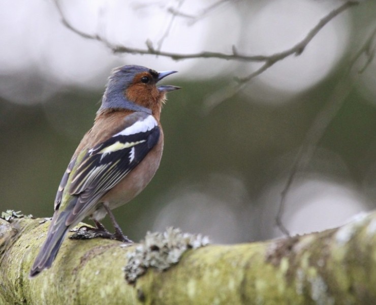 Birdsong Workshop June 2020