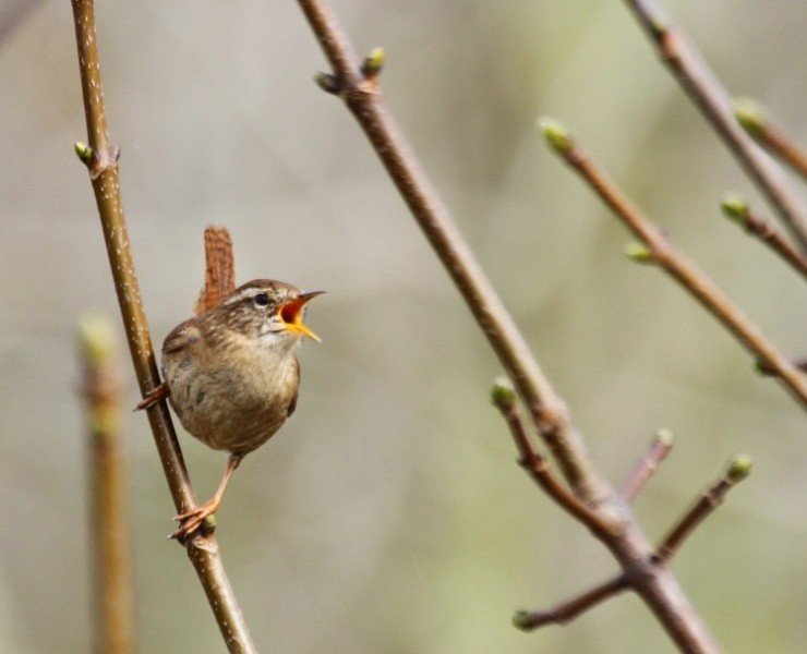 Birdsong Workshop June 2020