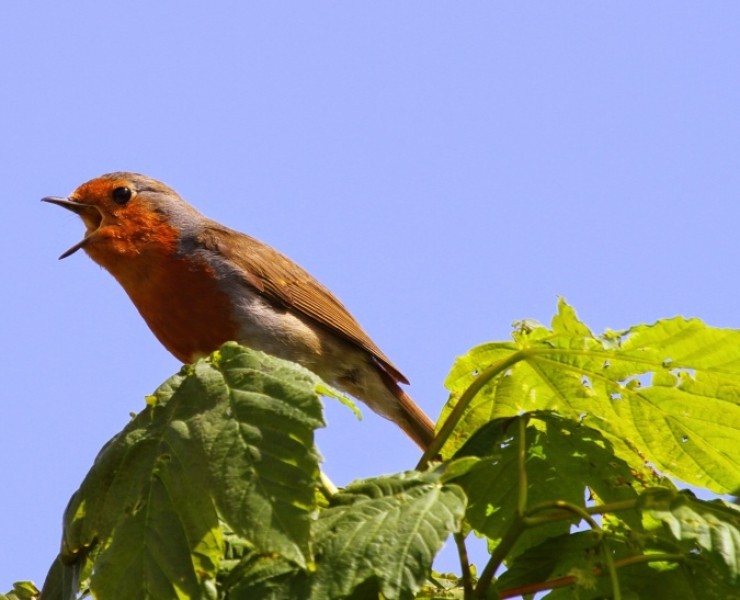 Birdsong Workshop June 2020