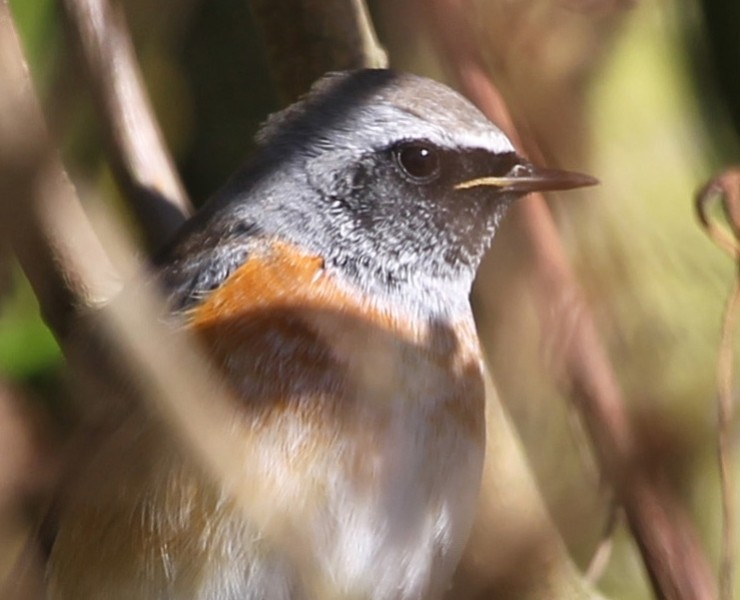 Spring Birding In Yorkshire 2021