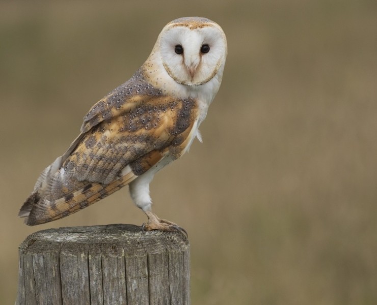 2027 Owl Photography Experience