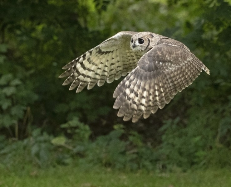 2027 Owl Photography Experience