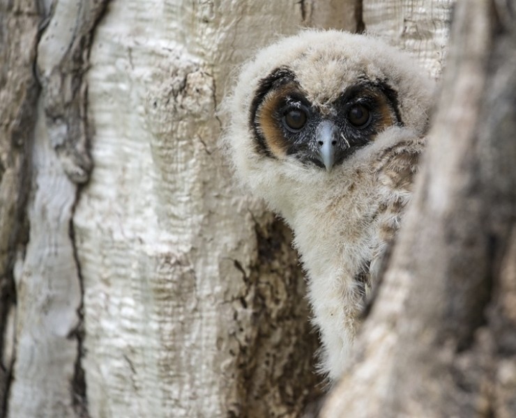 2027 Owl Photography Experience