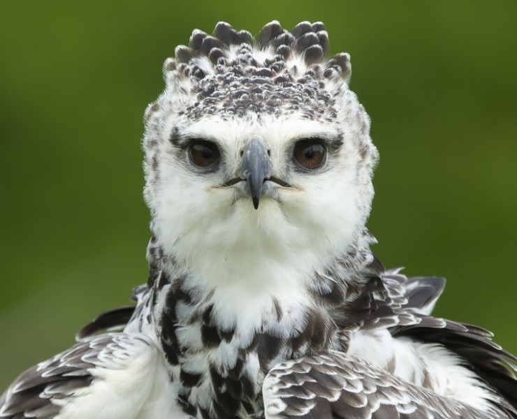2027 Birds Of Prey Photography Experience